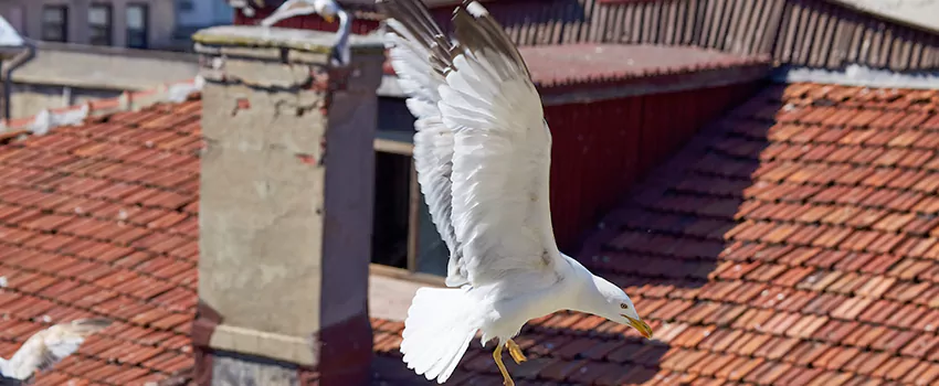 Residential Chimney Animal Removal Solution in San Lorenzo, CA
